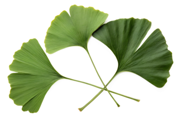 ginkgo biloba leaves