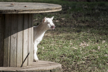 cute white  baby goat kid standing on a cable drum