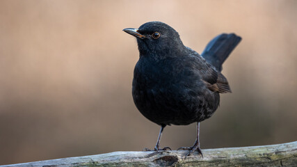 Kos Turdus merula