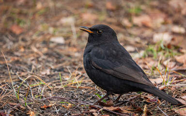 Kos Turdus merula
