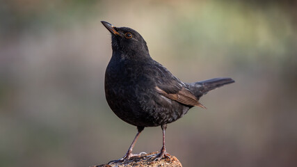 Kos Turdus merula