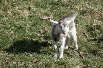 close up portrait of a cute baby goat kit eating a leaf