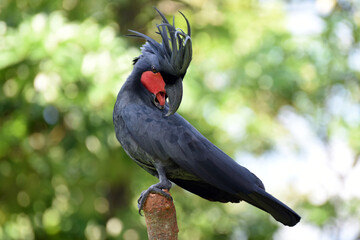 The palm cockatoo (Probosciger aterrimus), also known as the goliath cockatoo or great black cockatoo sitting in the middle of a green jungle