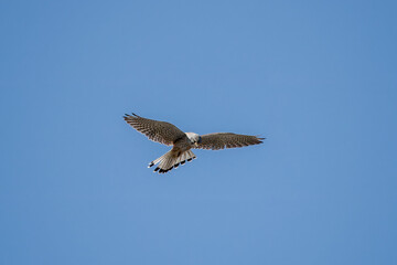 kestrel a bird of prey species belonging to the kestrel group of the falcon family hovering in a bright blue sky