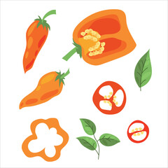 Juicy pepper. Paprika. Hot chili pepper. Seasoning. Useful Vegetables. Harvest. Botanical illustration. Vector illustration