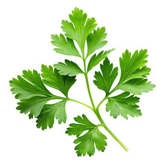 parsley isolated on white background