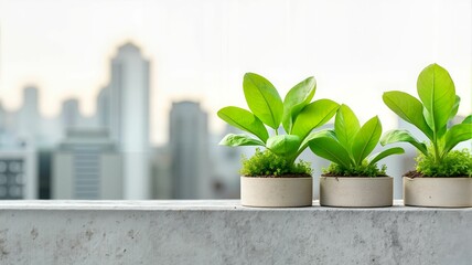 Urban rooftop garden with fresh green lettuce plants in small pots, sustainable city farming, eco-friendly living, urban agriculture, green energy concept, modern environmental awareness.
