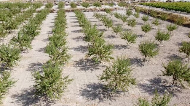  Aerial Drone Orbital Shot Over an Almond Plantation in Summer - 499
