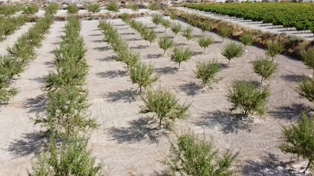  Aerial Drone Shot with Lateral Movement from Right to Left Over an Almond Plantation - 498
