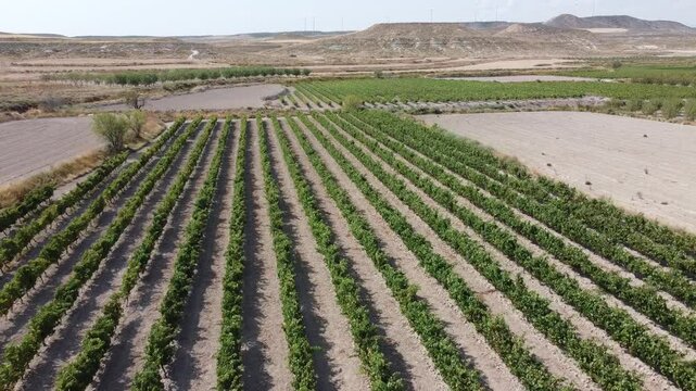 Aerial Drone Shot Over Vineyards - 504
