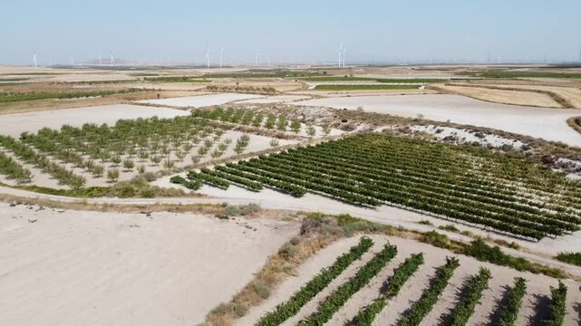 Aerial Drone Shot Moving Backward Over Vineyard and Almond Crops in the Arid Lands of Southern Aragon - 508
