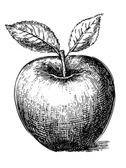 Vector engraved illustration of an apple with leaves for product design inspiration and creative projects