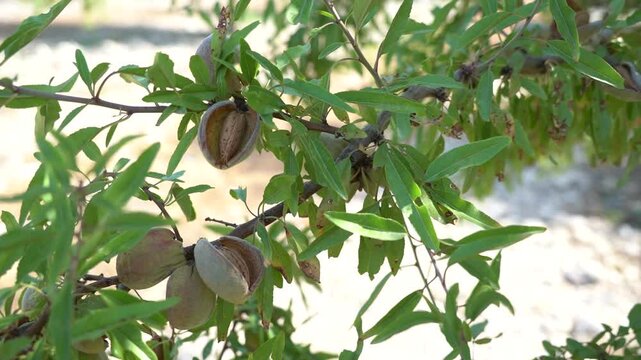 Open Almonds on the Tree in an Almond Orchard - 473
