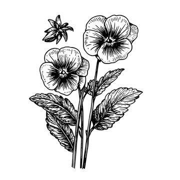 Vector engraved illustration of pansy flowers designed for decorative and product design applications