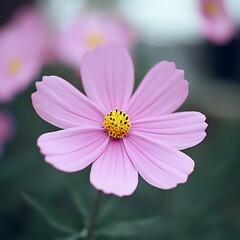 Obraz premium Pink cosmos flower blooming, garden background, nature shot