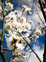 Amendoeiras em flor em Trás os Montes, Portugal