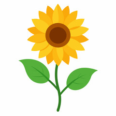 Sunflower isolated on a white background