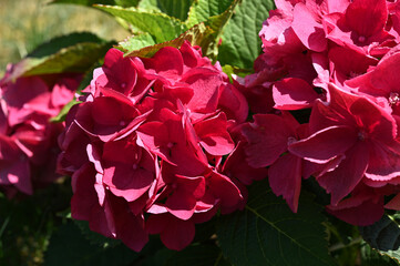 branches of bright pink hydrangea in the garden