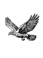 Obraz premium Vector engraved illustration of a soaring eagle with detailed wings captured in mid-flight for product design inspiration