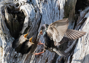 European Starlings at nest with chicks (Sturnus vulgaris) is an invasive species in the United...