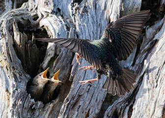 European Starlings at nest with chicks (Sturnus vulgaris) is an invasive species in the United...