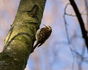 Short-toed Treecreeper (Certhia brachydactyla) climbing up a tree and foraging for small insects