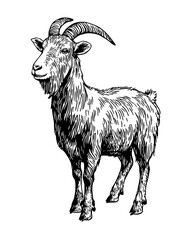 Detailed vector engraved illustration featuring a standing goat with prominent horns
