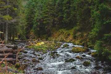 Beautiful landscape view of the forest of the Tatra National Park