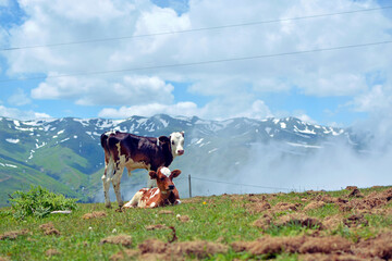 Mountain calves against the sky and mountains