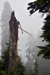 Standing wooden fir trees and pines high in the mountains in the gray fog