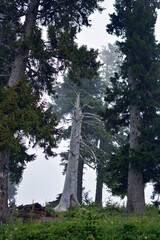 Standing wooden fir trees and pines high in the mountains in the gray fog