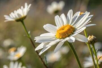 Daisy flowers are bright, cheerful blooms with white petals and yellow centers. Symbolizing purity and innocence, they bring a fresh, vibrant touch to any garden or arrangement.