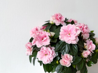 Fototapeta premium Blooming potted pink Azalea decorative flowers close up on white background