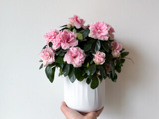 Blooming potted pink Azalea decorative flowers in female hands  close up on white background