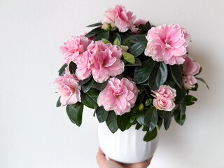 Blooming potted pink Azalea decorative flowers in female hands  close up on white background