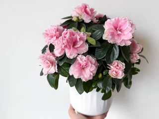Fototapeten Azalee Blooming potted pink Azalea decorative flowers in female hands  close up on white background  © Lapasmile