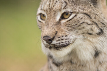 lynx, portrait, lynx lynx, muzzle, whiskers, eyes, look, closeup
