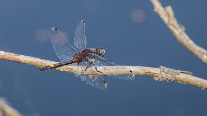 large white-faced darter, yellow-spotted whiteface, male, Leucorrhinia, pectoralis, dragonfly,...