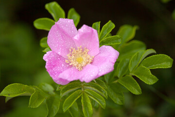wild rose flower, flower, rose, rosa, canina, single, petals