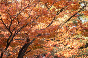 Fototapeta premium Orange leaves, autumn season with colorful leaves in the background