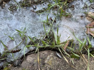 Green plants frozen in freezing water. Abstract ice, water and plant fragments, cold icy morning in spring, flower fragments in backlight, selective focus, spring.