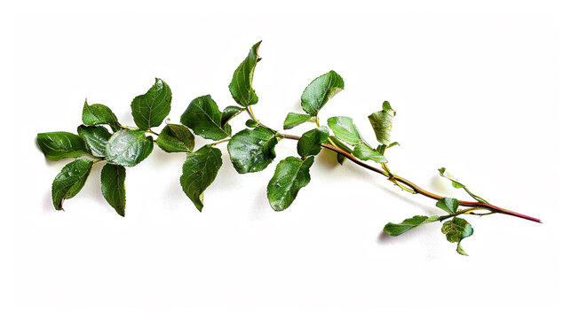 Green leaf of Rose plant on an isolated white background, object focused, png, stock image, hd quality, natural look