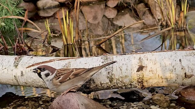 A sparrow and a greenie bird drink water in a natural pond