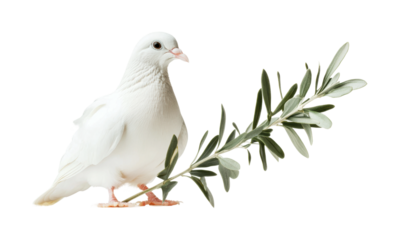 White dove holding olive branch symbolizes peace and hope for a brighter future during times of conflict and uncertainty, cut out