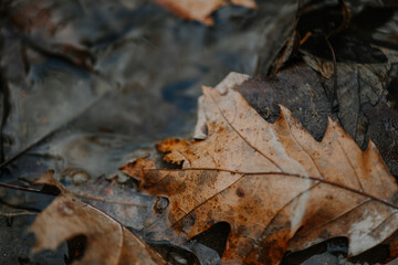 Fall leaves floating in water in a creekbed