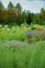 apothecary garden with different plants