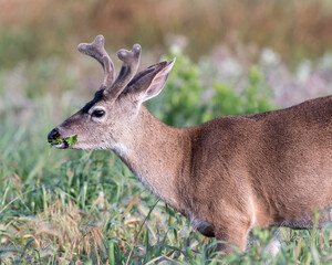 Black-tailed deer in velvet or blacktail deer occupy coastal regions of western North America