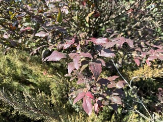 Flower buds and pinnate leaves on the branch of Berberis aquifolium bush. Close-up. Oregon grape, state flower of Oregon, Mahonia aquifolium, holly-leaved barberry. Family Berberidaceae.
