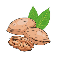 Vector pecan nuts. Vector hand drawn colored illustration