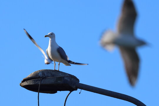 bianco e blu